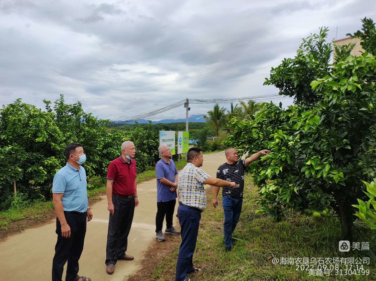 烏石農(nóng)場公司參觀考察綠橙基地促交流 學習借鑒管理技術打基礎